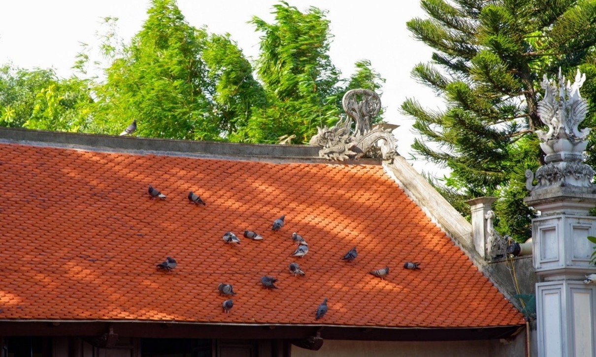 Cổng, sân và giếng cổ Mắt Rồng - Từ Lương Xâm